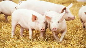 Giá heo hơi hôm nay 4/11/2025: Duy trì ổn định