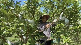 Hợp tác xã Việt Hưng 'mở đường' cho sản phẩm miền núi vươn xa