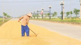 Pháp luật và cuộc sống: Vi phạm pháp luật vì phơi thóc trên đường