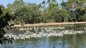 Nhân rộng mô hình chăn nuôi, nông dân vươn lên thoát nghèo