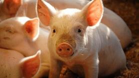 Giá heo hơi hôm nay 3/12/2025: Tăng mạnh đến 4.000 đồng/kg