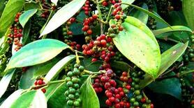 Bản tin nông sản hôm nay (5-12): Giá cà phê giảm mạnh