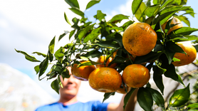 Nông dân Hà Tĩnh an tâm thu hoạch cam nhờ camera giám sát