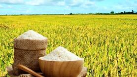 Giá lúa gạo hôm nay ngày 5/12: Gạo xuất khẩu tiếp đà giảm, lúa vững giá.