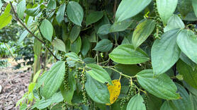 Giá tiêu hôm nay 5/12/2025: Tăng vài nơi