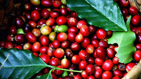 Giá cà phê thế giới đảo chiều tăng khi nguồn cung từ Brazil suy giảm