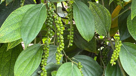 Giá tiêu hôm nay 6/12/2025: Giảm đồng loạt