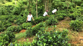 Thống nhất chính sách, nâng tầm 605 sản phẩm OCOP tỉnh Lào Cai sau sáp nhập