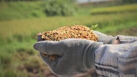 Xuất khẩu gạo: Xoay trục từ 'bán nhiều' sang 'bán giá trị'