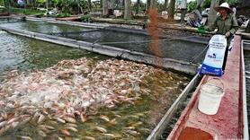 Việt Nam phấn đấu xuất khẩu thủy sản 11,5 tỷ USD năm 2026