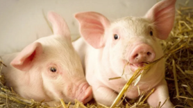 Giá heo hơi hôm nay 13/1/2026: Thị trường tăng 'nóng', lập đỉnh mới