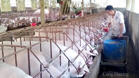 Nguồn cung phục hồi, giá heo hơi năm 2026 khó tăng mạnh