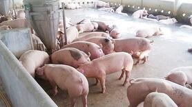 Giá heo hơi hôm nay 14/1/2026: Miền Bắc lập đỉnh mới 76.000 đồng/kg