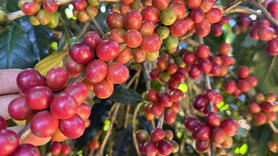 Giá cà phê hôm nay 15/1/2026: Tăng nhẹ