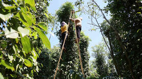 Giá tiêu hôm nay 15/1/2026: Thế giới sụt giảm nhẹ, nội địa đi ngang