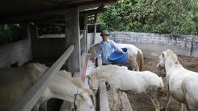 Thư về tòa soạn: Thoát nghèo nhờ nuôi ngựa bạch