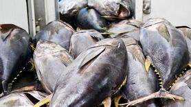 VASEP dự báo xuất khẩu cá ngừ sang Tây Ban Nha sẽ tăng nhẹ