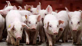 Giá heo hơi hôm nay 19/1/2026: Tăng đồng loạt tại miền Trung, miền Nam