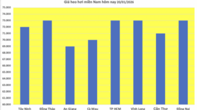 Giá heo hơi hôm nay 20/1/2026: Tiếp đà tăng tại nhiều nơi