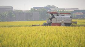 Yêu cầu tái cấu trúc chuỗi lúa gạo năm 2026