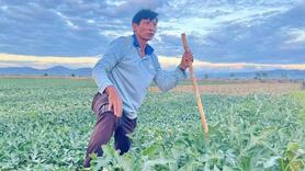 Gia Lai: Nông dân dựng chòi giữa đồng, bám ruộng dưa đón Tết