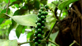 Bản tin nông sản hôm nay (4-2): Giá cà phê đồng loạt giảm, giá hồ tiêu ổn định