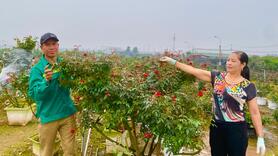 Vựa hoa Mê Linh những ngày giáp Tết