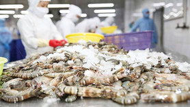 Tín hiệu tích cực từ thị trường, xuất khẩu tôm tăng tốc đầu năm 2026