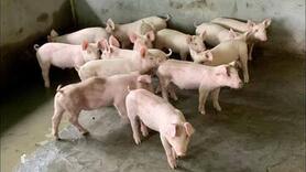 Giá heo hơi hôm nay 25/2/2026: Tiếp đà đi xuống