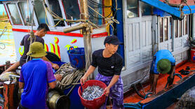 Quảng Ngãi: Những chuyến đi biển đầu năm đầy ắp cá, ngư dân phấn khởi