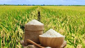 Giá lúa gạo hôm nay ngày 3/3/2026: Gạo Đài Thơm 8 tăng