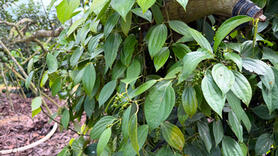 Giá tiêu hôm nay 3/3/2026: Giảm sâu