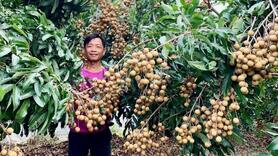 Chuyển đổi cây trồng theo thị trường: Nông dân thu tiền tỷ từ nhãn Ido