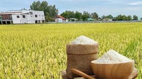Giá lúa gạo hôm nay ngày 4/3/2026: Gạo xuất khẩu biến động nhẹ