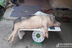 Dịch tả lợn châu Phi bùng phát, lây lan trên 18 địa phương của Nghệ An