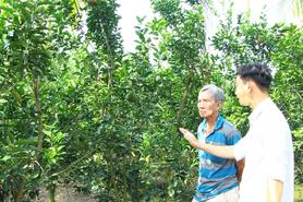 Cơ hội để nâng chất lượng trái cam sành 