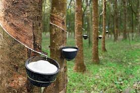 Giá cao su hôm nay 14/7: Thị trường không có biến động
