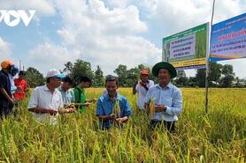Đề án 1 triệu ha chuyên canh lúa ĐBSCL tăng lợi nhuận từ 4-7,6 triệu đồng/ha