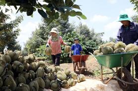 Xây dựng mã vùng thực chất - Siết chặt chuỗi giá trị cho “Vua trái cây”