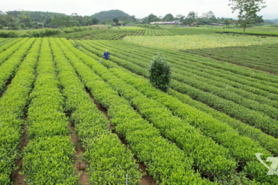 Khôi phục diện tích chè bị ngập úng
