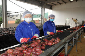 Thúc đẩy xuất khẩu nông sản sang EU