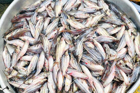 Nghề làm mắm ở vùng biên giới Ba Chúc