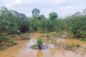 Triều cường gây ngập sâu nhiều diện tích cây trồng