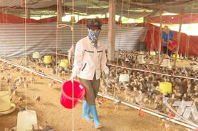 Khẩn trương tái đàn gia cầm