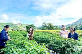 Hỗ trợ nông dân phục hồi sản xuất