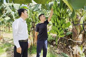 Chuối tiêu hồng phủ xanh vườn đồi Quân Chu