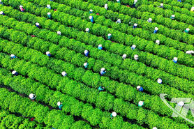 Kết nối số, lan tỏa hương trà