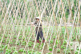 'Chạy nước rút' sản xuất vụ đông