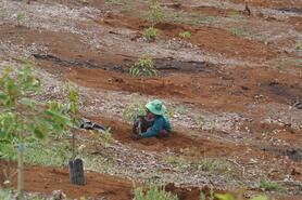 Tăng diện tích cây trồng giá trị cao