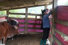 Chủ động phòng, chống rét cho đàn trâu, bò